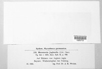 Ophiognomonia leptostyla image